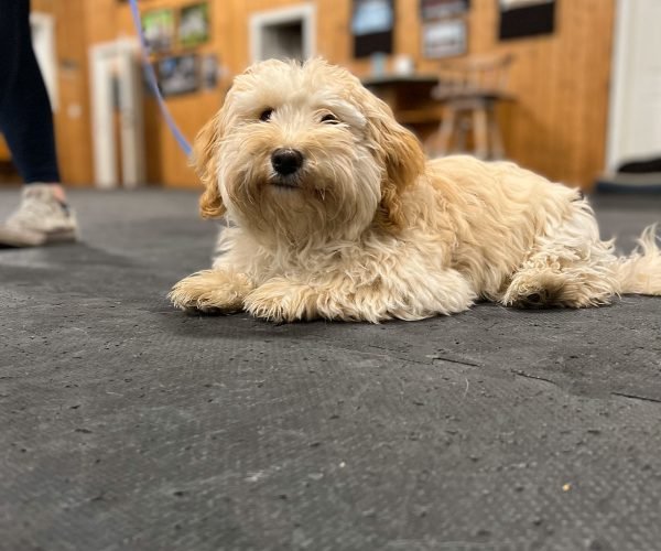 Small Dog Beginner Class